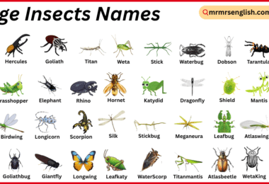 Large Insects Names in English with Their Pictures