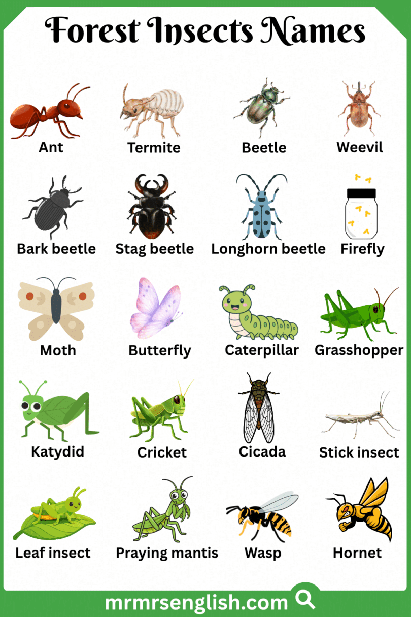 Fores Insect Forest Insects Names in English with Their Pictures - MR MRS ENGLISH