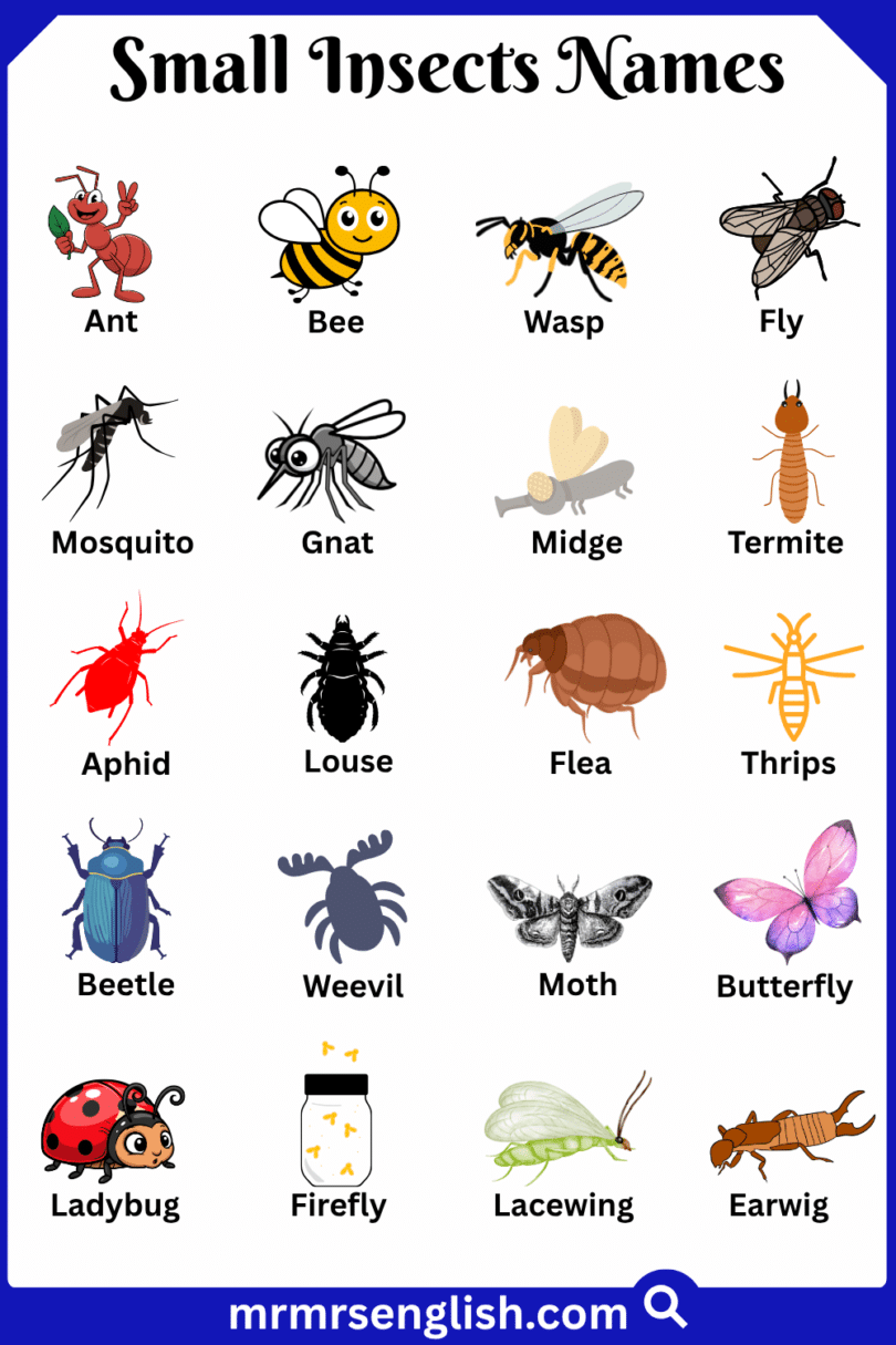 Small Insects Names in English with Their Pictures - MR MRS ENGLISH