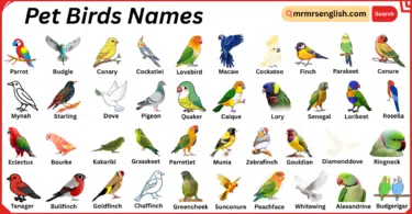 Pet Birds Names in English with Their Pictures