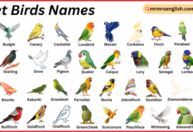 Pet Birds Names in English with Their Pictures