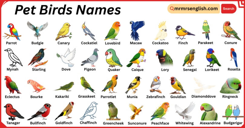 Pet Birds Names in English with Their Pictures