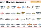 Salmon Breeds Names in English with Their Pictures