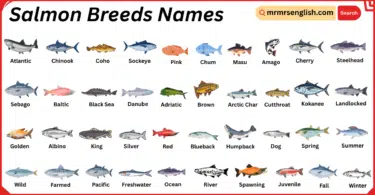 Salmon Breeds Names in English with Their Pictures