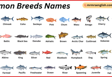 Salmon Breeds Names in English with Their Pictures