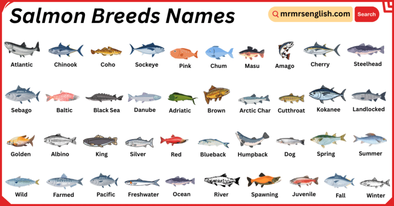 Salmon Breeds Names in English with Their Pictures