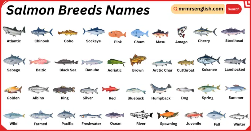 Salmon Breeds Names in English with Their Pictures