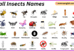 Small Insects Names in English with Their Pictures