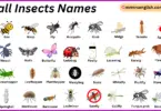 Small Insects Names in English with Their Pictures