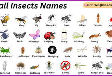 Small Insects Names in English with Their Pictures