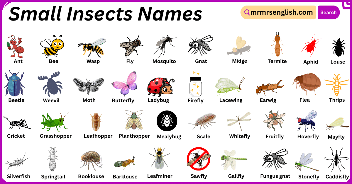 Small Insects Names in English with Their Pictures - MR MRS ENGLISH