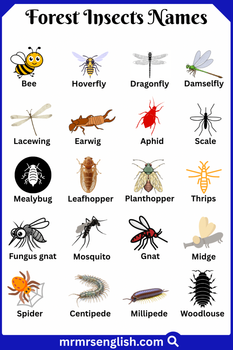 Fores Insect Forest Insects Names in English with Their Pictures - MR MRS ENGLISH