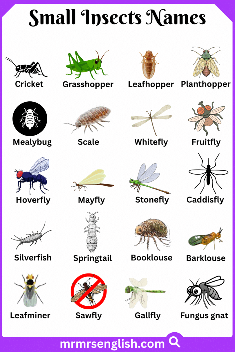 Small Insects Names in English with Their Pictures - MR MRS ENGLISH