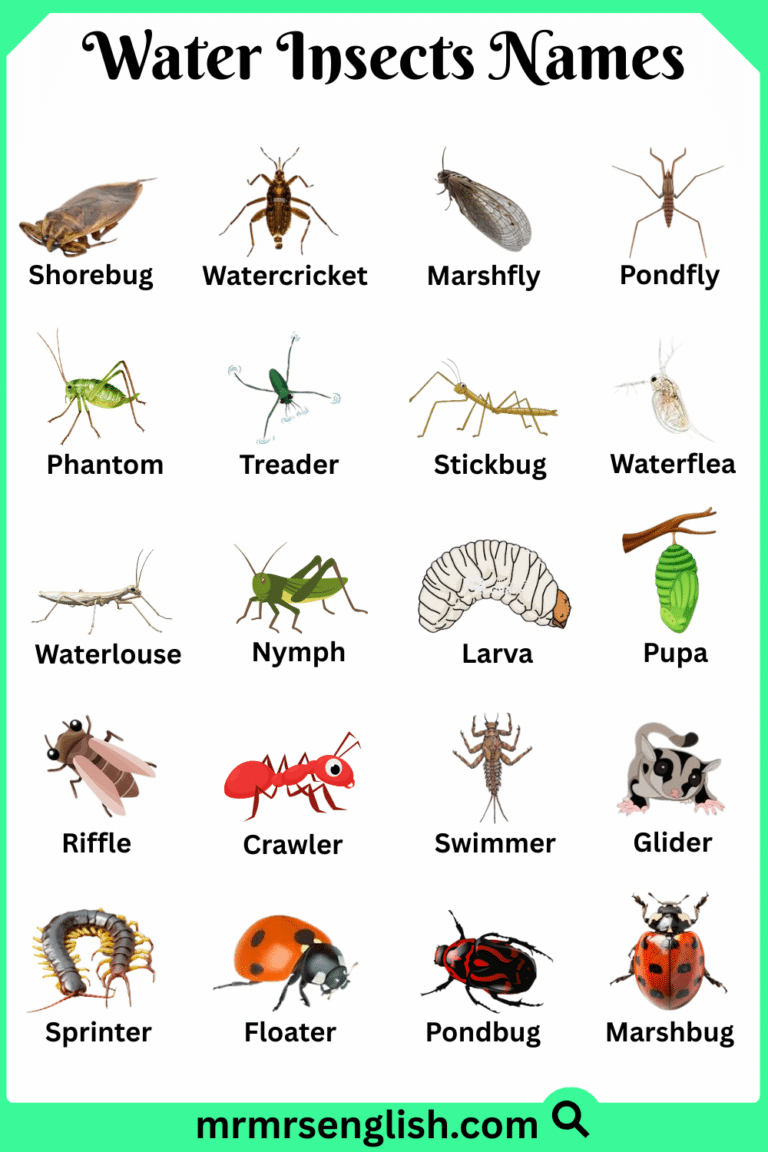 Water Insect Like Thread Water Insects Names in English with Their Pictures - MR MRS ENGLISH