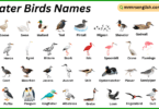 Water Birds Names in English with Their Pictures