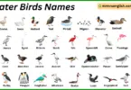 Water Birds Names in English with Their Pictures