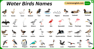 Water Birds Names in English with Their Pictures