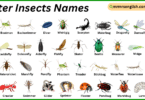 Water Insects Names in English with Their Pictures