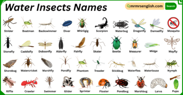 Water Insects Names in English with Their Pictures