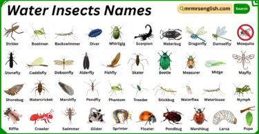 Water Insects Names in English with Their Pictures