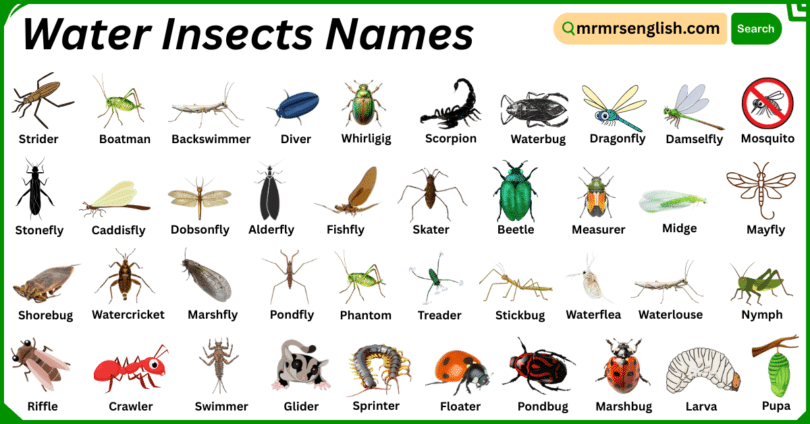 Water Insects Names in English with Their Pictures