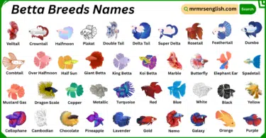 Betta Breeds Names in English with Their Pictures