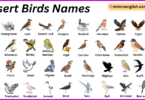 Desert Birds Names in English with Their Pictures