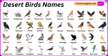 Desert Birds Names in English with Their Pictures