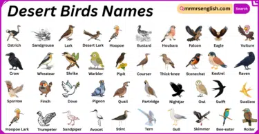 Desert Birds Names in English with Their Pictures