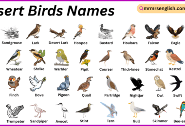 Desert Birds Names in English with Their Pictures