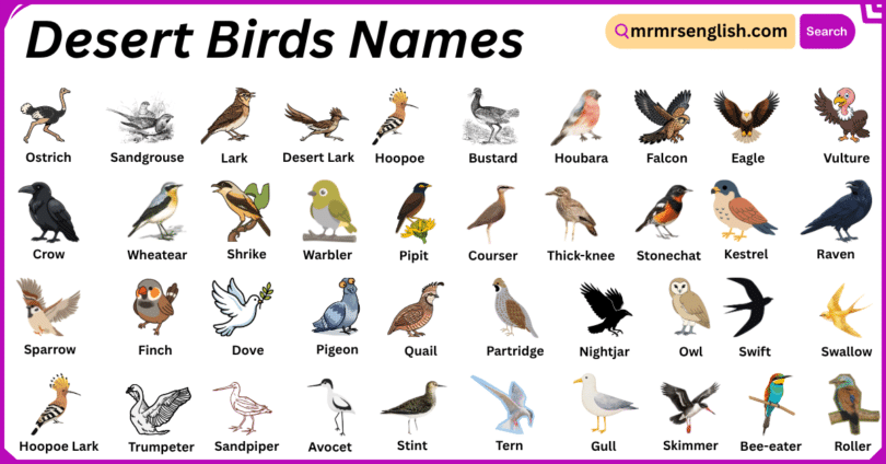 Desert Birds Names in English with Their Pictures
