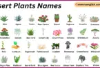 Desert Plants Names in English with Their Pictures