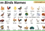 Farm Birds Names in English with Their Pictures