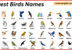 Forest Birds Names in English with Their Pictures