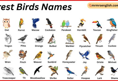 Forest Birds Names in English with Their Pictures