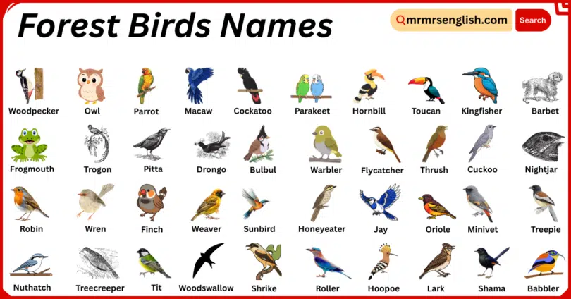 Forest Birds Names in English with Their Pictures