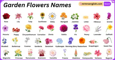 Garden Flowers Names in English with Their Pictures