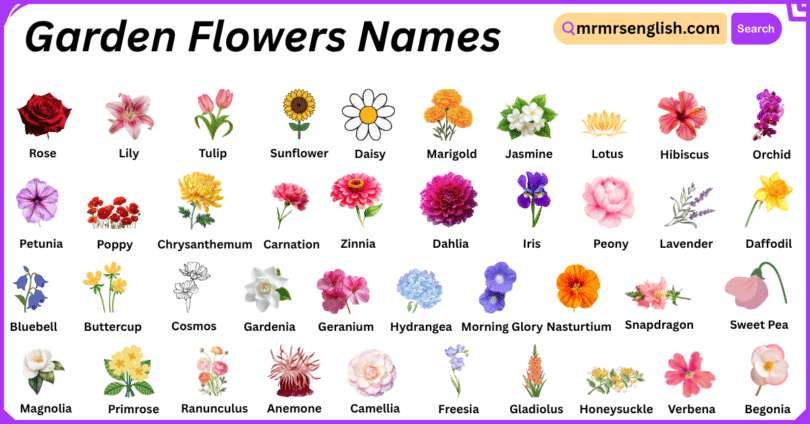 Garden Flowers Names in English with Their Pictures