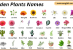 Garden Plants Names in English with Their Pictures