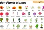 Garden Plants Names in English with Their Pictures