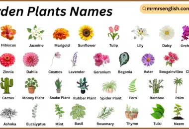 Garden Plants Names in English with Their Pictures
