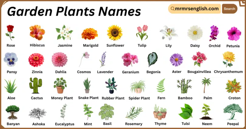 Garden Plants Names in English with Their Pictures