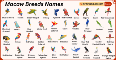 Macaw Breeds Names in English with Their Pictures