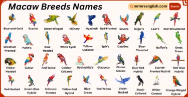 Macaw Breeds Names in English with Their Pictures