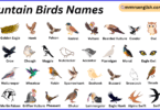 Mountain Birds Names in English with Their Pictures