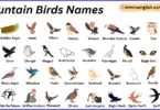 Mountain Birds Names in English with Their Pictures