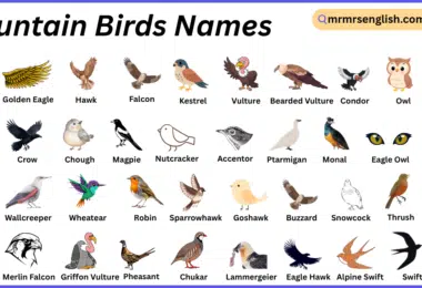 Mountain Birds Names in English with Their Pictures