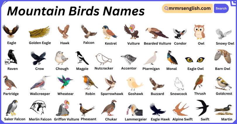 Mountain Birds Names in English with Their Pictures