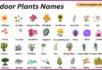 Outdoor Plants Names in English with Their Pictures