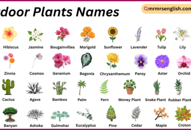 Outdoor Plants Names in English with Their Pictures